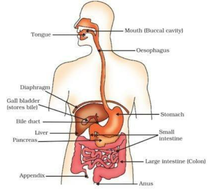 Human digestive system